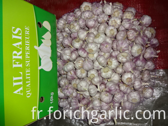 Normal White Garlic